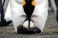 Egg Adjustment