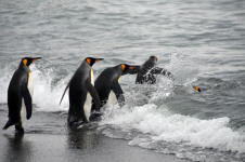 Back Out for a Swim