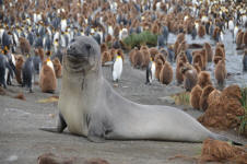 Seal Watching