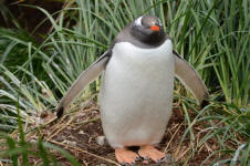 Gentoo Penguin