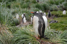 Gentoo Markings