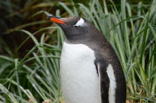 Gentoo Close-Up
