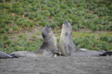 Elephant Seals Fighting