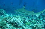 Black Tip Shark