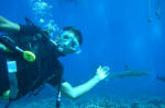 Scuba Diving with Sharks