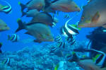 Assortment of Fish