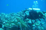 Randy dives with a sea turtle