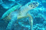 Sea Turtle