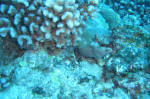 Moray Eel