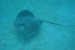 Stingray