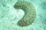 Sea Cucumber