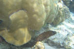 Moray Eel