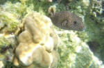 Spotted Puffer Fish