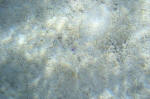 Can you spot the flounder?