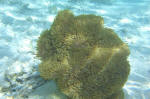 Anemones