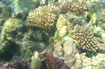 More Coral