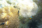 More Anemones