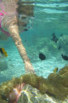 Playing with Anemones