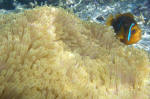 Polynesian Clownfish
