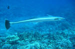 Remora - a shark sucker!
