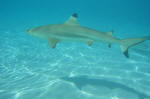 Black Tip Shark