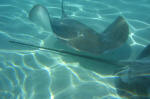 Stingray with Barb
