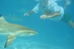 Alan snorkels with sharks