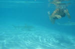Pam snorkels with sharks
