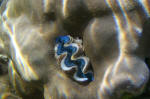 Clam