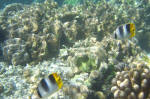 Butterflyfish