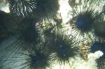 Sea Urchins