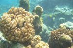 Coral & Fish