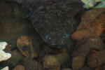 Blue Eyed Sacred Eels