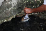 Hungry Eels