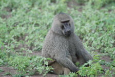 Baboon