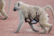 Baby Baboon