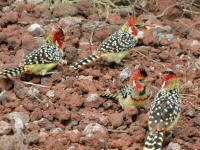 African Barbets