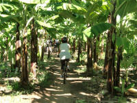 Banana Biking