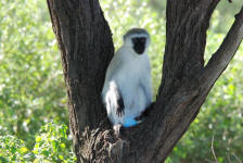 Blue-balled Monkey