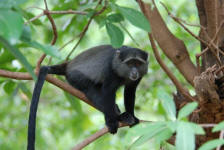 Blue Monkey