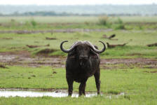 Cape Buffalo