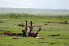 Cape Buffalo Wallows