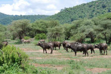 Cape Buffalo Herd