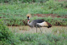 Crested Crane