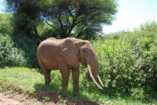 African Elephant