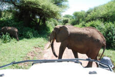 Elephant Crossing