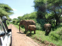 Elephants