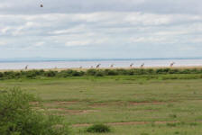 Giraffe Landscape