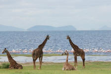 Masai Giraffes