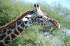 Giraffe Horns
